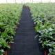 Buy Weed Block Barrier 1.2 x 30.5m PP Woven Weed Barrier Weed Barrier Fabric Plastic Weed Block Ground Cover Weed Control Fabric