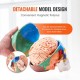 Comprar Modelo de Cráneo Humano 1:1 Tamaño Natural Colorido Cráneo Anatómico Desmontable de 3 Partes Cerebro de PVC de 8 Partes para Enseñanza Médica Investigación Aprendizaje Presentación Anatomía