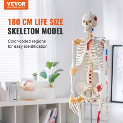 VEVOR Modelo Anatómico de Esqueleto Humano Anatómico de 182 cm de Alto con Marcado Muscular Modelo de Enseñanza Detallado de PVC con Soporte Estable de Acero Inoxidable Investigación en Medicina