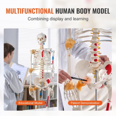 VEVOR Modelo Anatómico de Esqueleto Humano Anatómico de 182 cm de Alto con Marcado Muscular Modelo de Enseñanza Detallado de PVC con Soporte Estable de Acero Inoxidable Investigación en Medicina