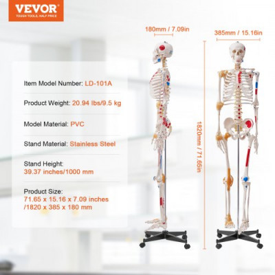 VEVOR Modelo Anatómico de Esqueleto Humano Anatómico de 182 cm de Alto con Marcado Muscular Modelo de Enseñanza Detallado de PVC con Soporte Estable de Acero Inoxidable Investigación en Medicina