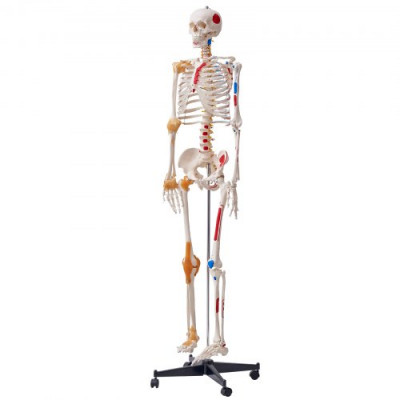 VEVOR Modelo Anatómico de Esqueleto Humano Anatómico de 182 cm de Alto con Marcado Muscular Modelo de Enseñanza Detallado de PVC con Soporte Estable de Acero Inoxidable Investigación en Medicina