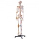 Comprar Modelo Anatómico de Esqueleto Humano Anatómico de 182 cm de Alto con Marcado Muscular Modelo de Enseñanza Detallado de PVC con Soporte Estable de Acero Inoxidable Investigación en Medicina