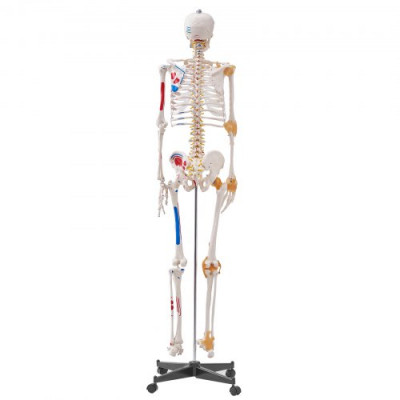 VEVOR Modelo Anatómico de Esqueleto Humano Anatómico de 182 cm de Alto con Marcado Muscular Modelo de Enseñanza Detallado de PVC con Soporte Estable de Acero Inoxidable Investigación en Medicina