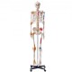 Comprar Modelo Anatómico de Esqueleto Humano Anatómico de 182 cm de Alto con Marcado Muscular Modelo de Enseñanza Detallado de PVC con Soporte Estable de Acero Inoxidable Investigación en Medicina