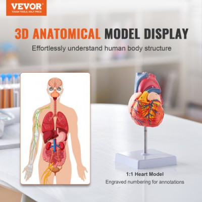 VEVOR Modelo de Corazón Humano 2 Partes 1:1 Tamaño Natural, Modelo de Corazón Anatómico Numerado con Estructuras Anatómicamente Correctas, Diseño Magnético, Mantenidos Juntos en una Base de Exhibición