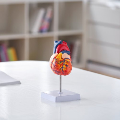 VEVOR Modelo de Corazón Humano 2 Partes 1:1 Tamaño Natural, Modelo de Corazón Anatómico Numerado con Estructuras Anatómicamente Correctas, Diseño Magnético, Mantenidos Juntos en una Base de Exhibición