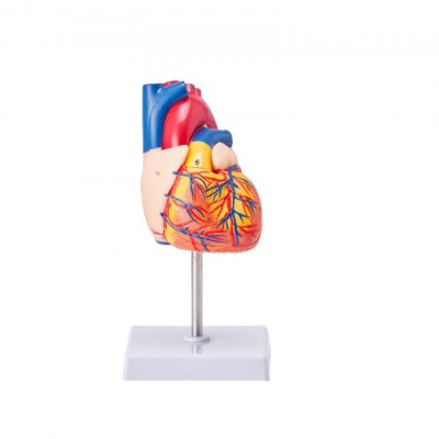 VEVOR Modelo de Corazón Humano 2 Partes 1:1 Tamaño Natural, Modelo de Corazón Anatómico Numerado con Estructuras Anatómicamente Correctas, Diseño Magnético, Mantenidos Juntos en una Base de Exhibición