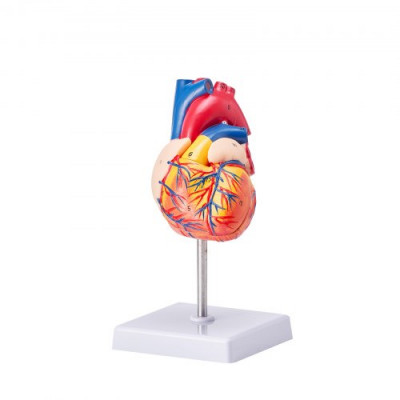 VEVOR Modelo de Corazón Humano 2 Partes 1:1 Tamaño Natural, Modelo de Corazón Anatómico Numerado con Estructuras Anatómicamente Correctas, Diseño Magnético, Mantenidos Juntos en una Base de Exhibición