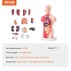 Comprar Modelo de Torso Humano 212,5x7,5x28 cm Modelo Anatómico de Torso Humano Juego de 15 piezas Modelo de Enseñanza Médica de PVC con Órganos Internos Aprendizaje de Demostración Vívido y Realista