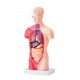 Comprar Modelo de Torso Humano 212,5x7,5x28 cm Modelo Anatómico de Torso Humano Juego de 15 piezas Modelo de Enseñanza Médica de PVC con Órganos Internos Aprendizaje de Demostración Vívido y Realista