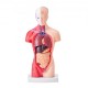 Comprar Modelo de Torso Humano 212,5x7,5x28 cm Modelo Anatómico de Torso Humano Juego de 15 piezas Modelo de Enseñanza Médica de PVC con Órganos Internos Aprendizaje de Demostración Vívido y Realista