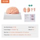 Comprar Modelo de Cerebro Humano en 9 PCS Desmontables Modelo Anatómico de Cerebro de Tamaño Natural de PVC con Base de Exhibición para Enseñanza Formación Presentación Neurociencia Escuelas Hospitales