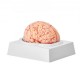 Comprar Modelo de Cerebro Humano en 9 PCS Desmontables Modelo Anatómico de Cerebro de Tamaño Natural de PVC con Base de Exhibición para Enseñanza Formación Presentación Neurociencia Escuelas Hospitales