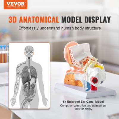 VEVOR Modelo de Oreja Ampliado 5 Veces Modelo Anatómico de Oreja Humano Modelo de Enseñanza de PVC Piezas Extraíbles para Demostración Investigación Capacitación Clase de Laboratorio Hospital Escolar