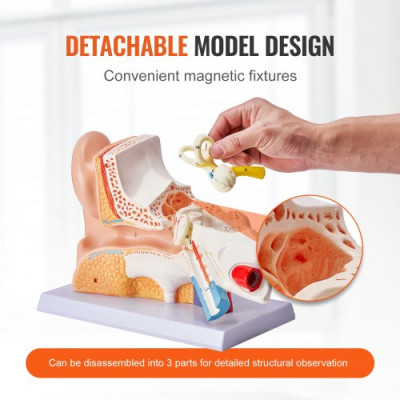 VEVOR Modelo de Oreja Ampliado 5 Veces Modelo Anatómico de Oreja Humano Modelo de Enseñanza de PVC Piezas Extraíbles para Demostración Investigación Capacitación Clase de Laboratorio Hospital Escolar