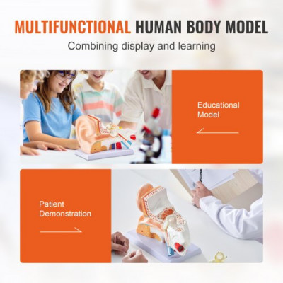 VEVOR Modelo de Oreja Ampliado 5 Veces Modelo Anatómico de Oreja Humano Modelo de Enseñanza de PVC Piezas Extraíbles para Demostración Investigación Capacitación Clase de Laboratorio Hospital Escolar