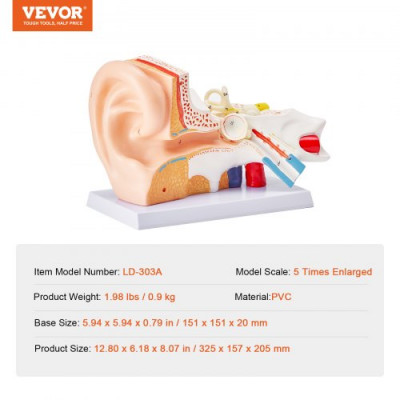 VEVOR Modelo de Oreja Ampliado 5 Veces Modelo Anatómico de Oreja Humano Modelo de Enseñanza de PVC Piezas Extraíbles para Demostración Investigación Capacitación Clase de Laboratorio Hospital Escolar