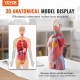 Comprar Modelo de Torso Humano 20x15,1x45,5 cm Modelo Anatómico de Torso Humano Juego de 23 piezas Modelo de Enseñanza Médica de PVC con Órganos Internos Aprendizaje de Demostración Vívido y Realista