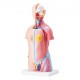 Comprar Modelo de Torso Humano 20x15,1x45,5 cm Modelo Anatómico de Torso Humano Juego de 23 piezas Modelo de Enseñanza Médica de PVC con Órganos Internos Aprendizaje de Demostración Vívido y Realista