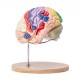 Comprar Modelo de Cerebro Humano en 4 Partes Desmontables Modelo Anatómico de Cerebro 2X Ampliado en PVC con Soporte de Exhibición para Enseñanza Formación Presentación Neurociencia Escuelas Hospitales