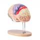 Comprar Modelo de Cerebro Humano en 4 Partes Desmontables Modelo Anatómico de Cerebro 2X Ampliado en PVC con Soporte de Exhibición para Enseñanza Formación Presentación Neurociencia Escuelas Hospitales