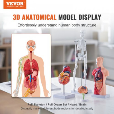 VEVOR Juego de Modelos Anatómicos Humanos 4 piezas, Cerebro, Corazón, Torso y Esqueleto, Tamaño Natural, Modelo de Enseñanza de PVC, Piezas Desmontables para Formación Médica, Escuela, Hospital