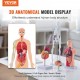 Comprar Juego de Modelos Anatómicos Humanos 4 piezas, Cerebro, Corazón, Torso y Esqueleto, Tamaño Natural, Modelo de Enseñanza de PVC, Piezas Desmontables para Formación Médica, Escuela, Hospital