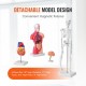 Comprar Juego de Modelos Anatómicos Humanos 4 piezas, Cerebro, Corazón, Torso y Esqueleto, Tamaño Natural, Modelo de Enseñanza de PVC, Piezas Desmontables para Formación Médica, Escuela, Hospital