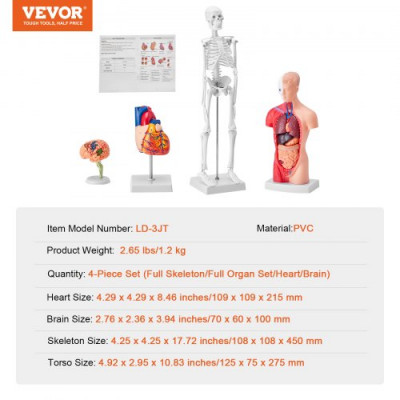 VEVOR Juego de Modelos Anatómicos Humanos 4 piezas, Cerebro, Corazón, Torso y Esqueleto, Tamaño Natural, Modelo de Enseñanza de PVC, Piezas Desmontables para Formación Médica, Escuela, Hospital