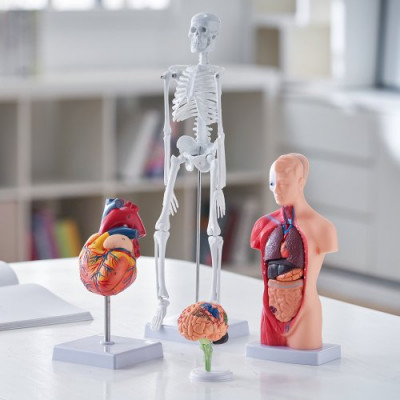 VEVOR Juego de Modelos Anatómicos Humanos 4 piezas, Cerebro, Corazón, Torso y Esqueleto, Tamaño Natural, Modelo de Enseñanza de PVC, Piezas Desmontables para Formación Médica, Escuela, Hospital