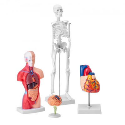 VEVOR Juego de Modelos Anatómicos Humanos 4 piezas, Cerebro, Corazón, Torso y Esqueleto, Tamaño Natural, Modelo de Enseñanza de PVC, Piezas Desmontables para Formación Médica, Escuela, Hospital