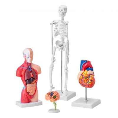 VEVOR Juego de Modelos Anatómicos Humanos 4 piezas, Cerebro, Corazón, Torso y Esqueleto, Tamaño Natural, Modelo de Enseñanza de PVC, Piezas Desmontables para Formación Médica, Escuela, Hospital