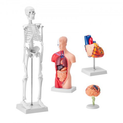 VEVOR Juego de Modelos Anatómicos Humanos 4 piezas, Cerebro, Corazón, Torso y Esqueleto, Tamaño Natural, Modelo de Enseñanza de PVC, Piezas Desmontables para Formación Médica, Escuela, Hospital