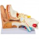 Koop Menselijk oor anatomiemodel 5 keer levensgroot 30x15x20cm oorgewrichtsmodel 2 afneembare onderdelen PVC/ABS afneembaar oormodel voor onderwijs en presentatie