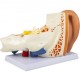 Buy Human Ear Anatomy Model 5 Times Life Size 30x15x20cm Ear Joint Model 2 Detachable Parts PVC/ABS Detachable Ear Model for Teaching and Presentation