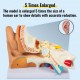 Buy Human Ear Anatomy Model 5 Times Life Size 30x15x20cm Ear Joint Model 2 Detachable Parts PVC/ABS Detachable Ear Model for Teaching and Presentation