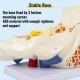 Buy Human Ear Anatomy Model 5 Times Life Size 30x15x20cm Ear Joint Model 2 Detachable Parts PVC/ABS Detachable Ear Model for Teaching and Presentation