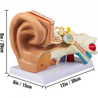 Modelo de Anatomía de Oído Humano 5 Veces de Tamaño Natural 30x15x20 cm Modelo de Articulación del Oído 2 Piezas Desmontables Modelo de Oído Desmontable de PVC/ABS para Enseñanza y Presentación