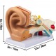 Buy Human Ear Anatomy Model 5 Times Life Size 30x15x20cm Ear Joint Model 2 Detachable Parts PVC/ABS Detachable Ear Model for Teaching and Presentation