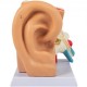 Buy Human Ear Anatomy Model 5 Times Life Size 30x15x20cm Ear Joint Model 2 Detachable Parts PVC/ABS Detachable Ear Model for Teaching and Presentation