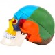 Buy Human Skull Model 8 Parts Anatomical Skull Model 1:1 PVC