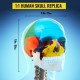 Buy Human Skull Model 8 Parts Anatomical Skull Model 1:1 PVC