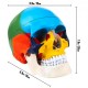 Buy Human Skull Model 8 Parts Anatomical Skull Model 1:1 PVC