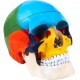 Buy Human Skull Model 8 Parts Anatomical Skull Model 1:1 PVC