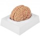 Comprar Modelo de cerebro humano Modelo de anatomía del cerebro Enseñanza del cerebro de tamaño natural de 9 partes