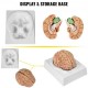 Comprar Modelo de cerebro humano Modelo de anatomía del cerebro Enseñanza del cerebro de tamaño natural de 9 partes