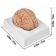 Comprar Modelo de cerebro humano Modelo de anatomía del cerebro Enseñanza del cerebro de tamaño natural de 9 partes