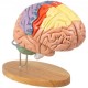 Buy Human Brain Model 4 Pcs Medical Anatomical Human Brain Model PVC