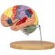 Buy Human Brain Model 4 Pcs Medical Anatomical Human Brain Model PVC